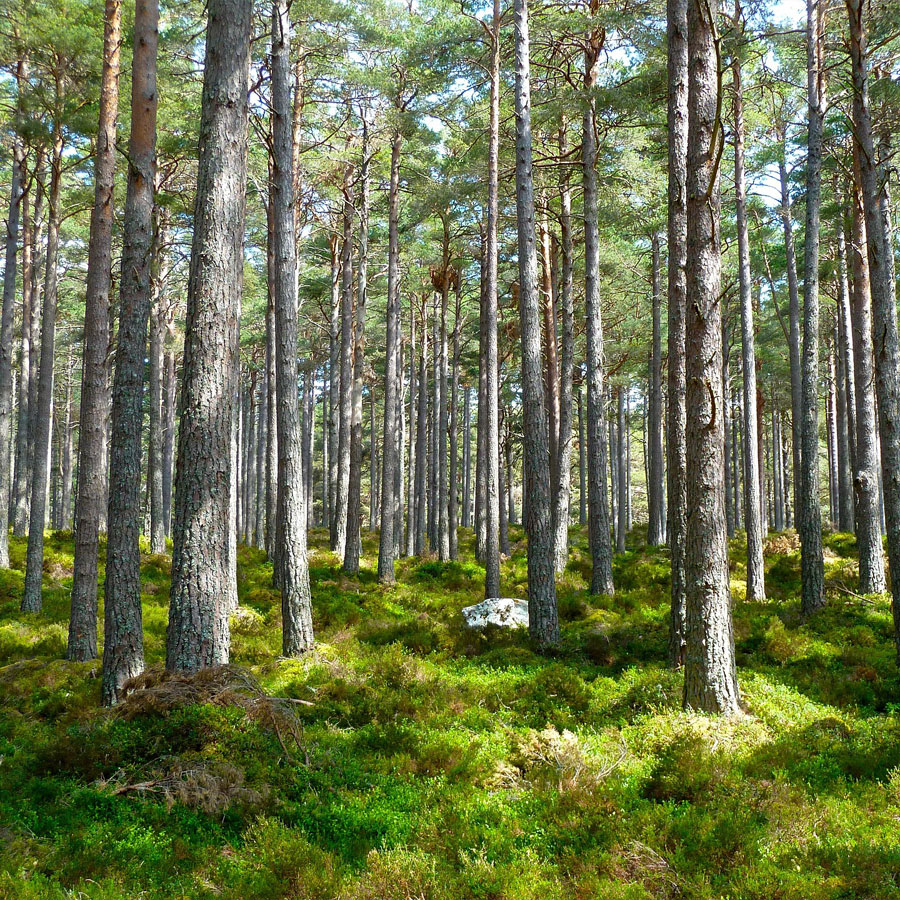 The Environment